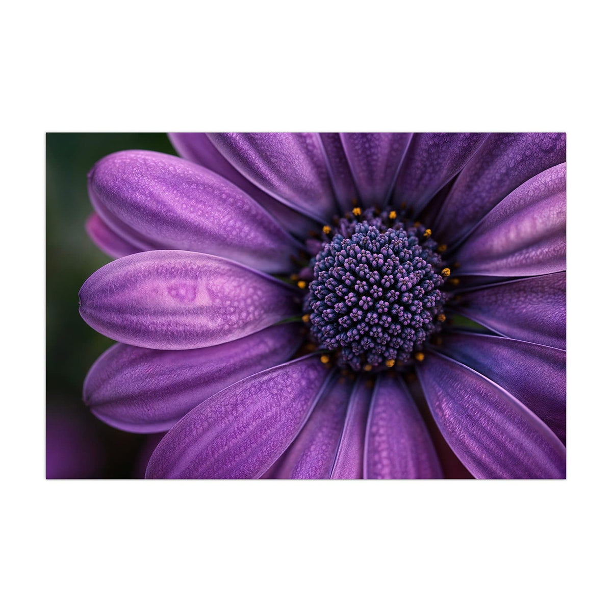 Küchenrückwand aus Glas Violette Samtblüte im Hochformat, Motiv bildfüllend von vorn