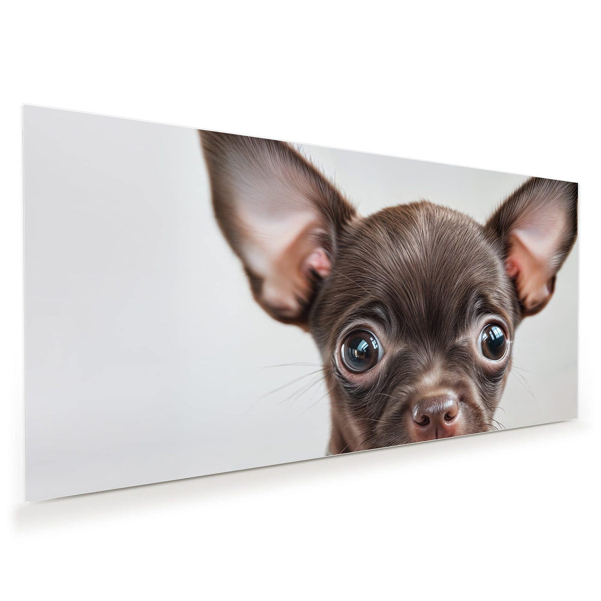 Schokobrauner Chihuahua-Welpe mit riesigen Ohren und Strasshalsband