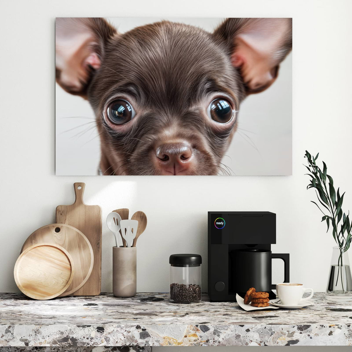 Schokobrauner Chihuahua-Welpe mit riesigen Ohren und Strasshalsband