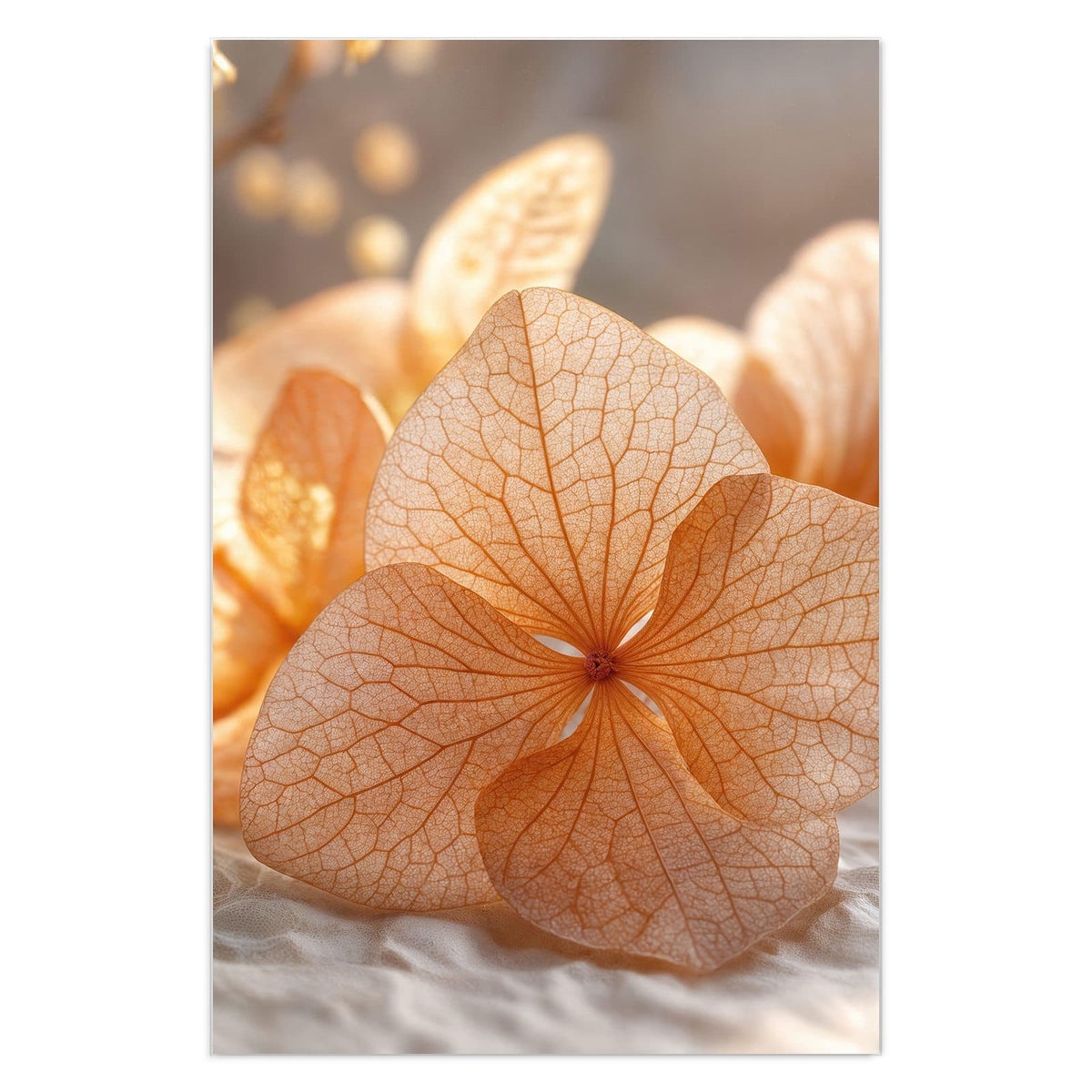 Durchscheinende, fein geäderte Hortensienblüten in Apricot auf hellem Stoff.