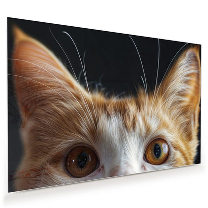 Wandbild mit dem Motiv Katze mit Bernsteinaugen