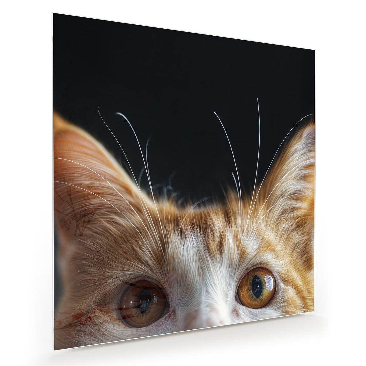Rot-weiße Katze schaut von unten ins Bild, nur Ohren und große bernsteinfarbene Augen vor Schwarz