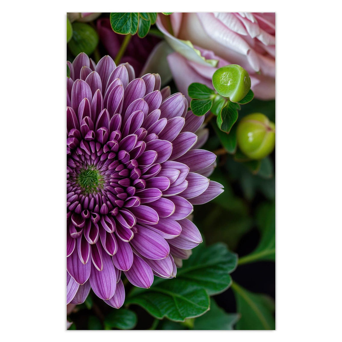 Violette Chrysantheme im Zentrum, umgeben von rosa Rosen und grünen Beeren