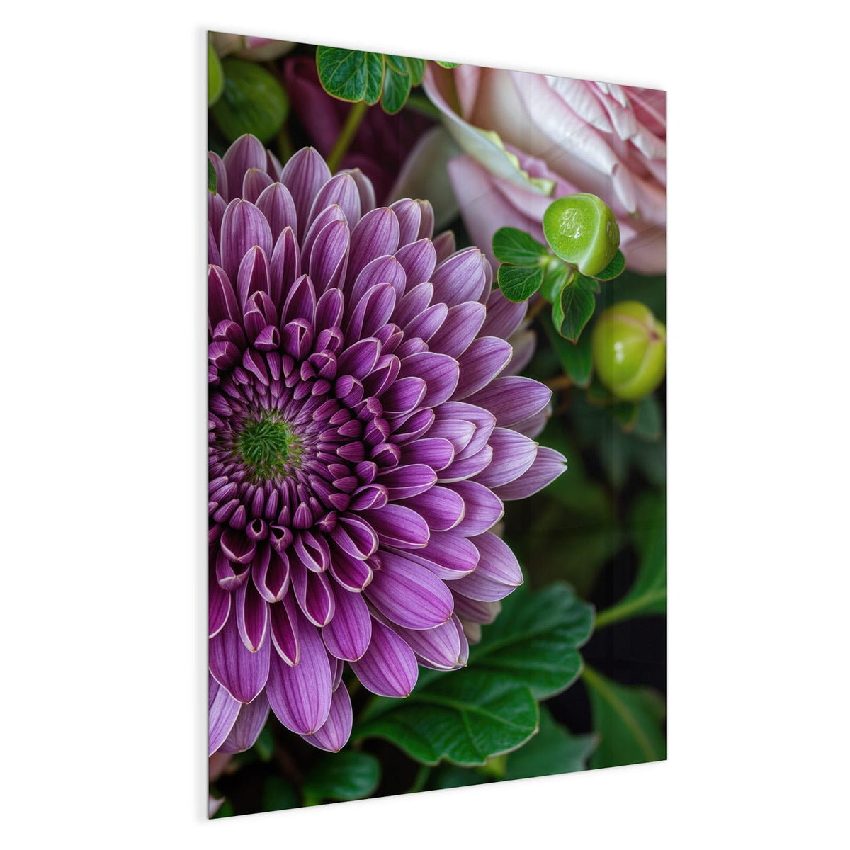 Violette Chrysantheme im Zentrum, umgeben von rosa Rosen und grünen Beeren