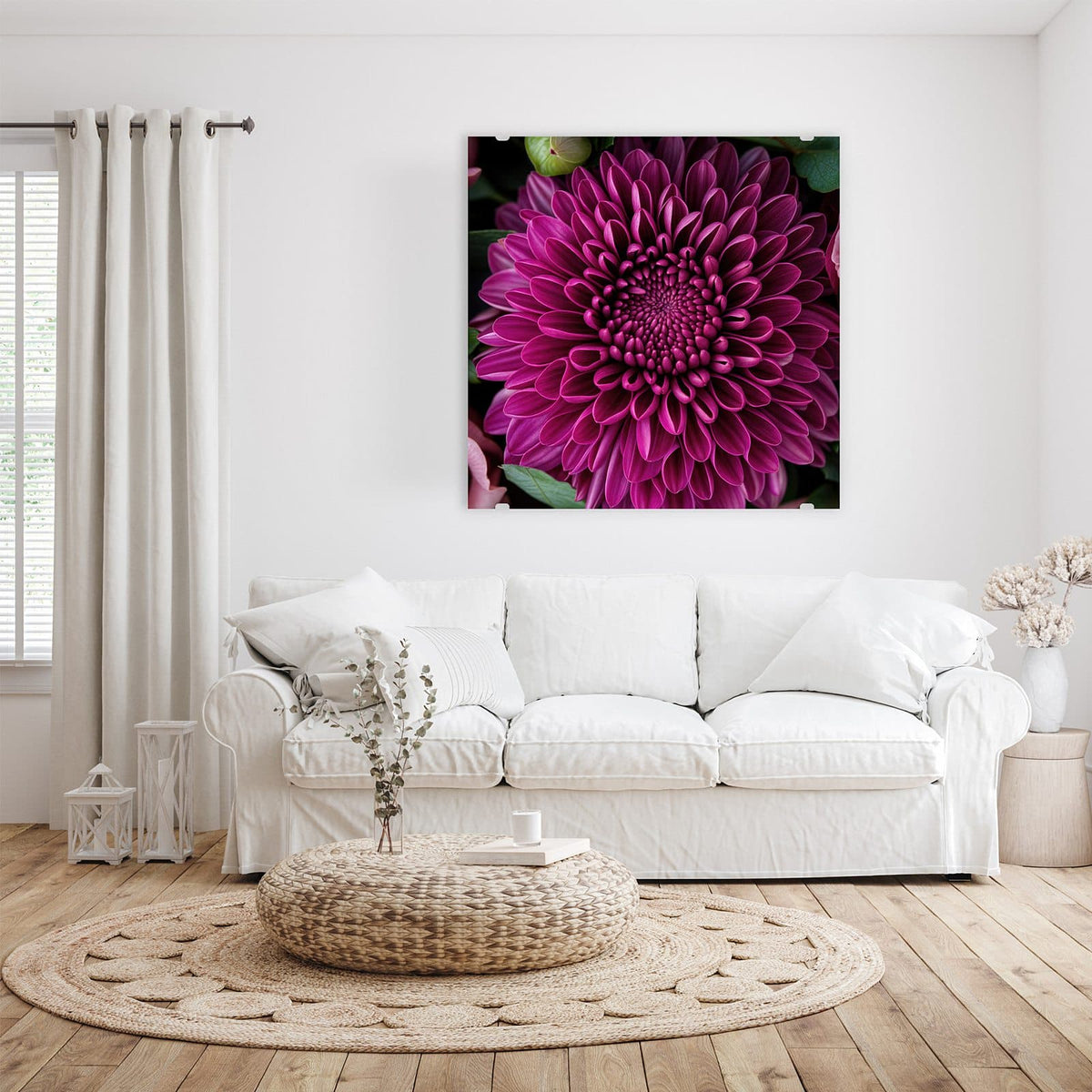 Magentafarbene Chrysantheme formatfüllend, nur Blätter und wenige rosa Blütenblätter am Rand
