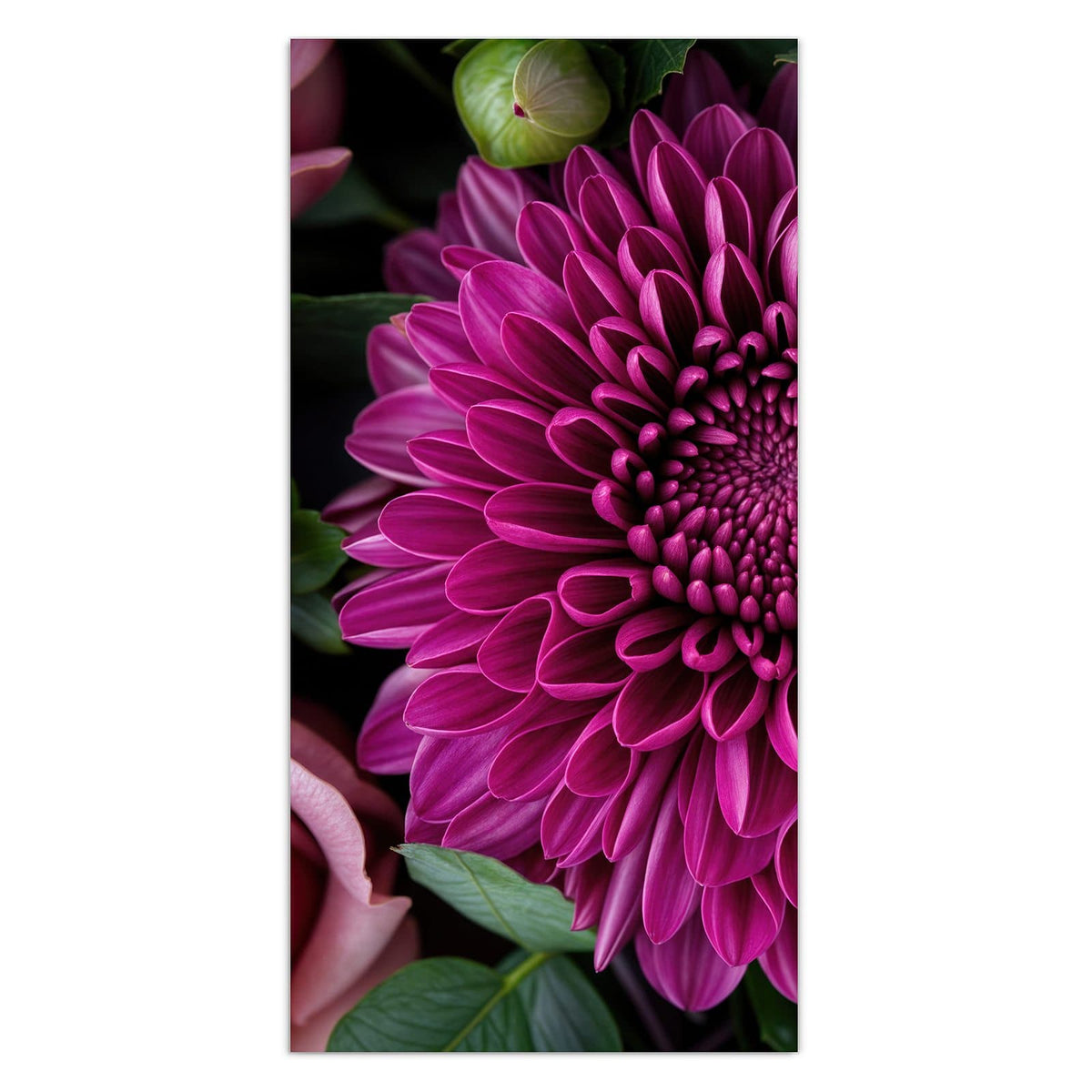 Magentafarbene Chrysantheme formatfüllend, nur Blätter und wenige rosa Blütenblätter am Rand