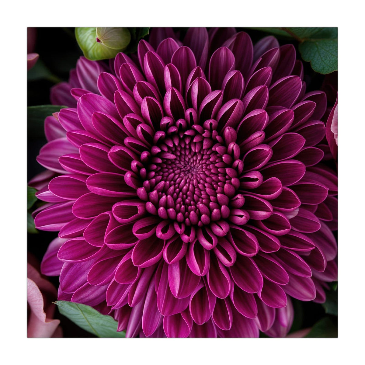 Magentafarbene Chrysantheme formatfüllend, nur Blätter und wenige rosa Blütenblätter am Rand