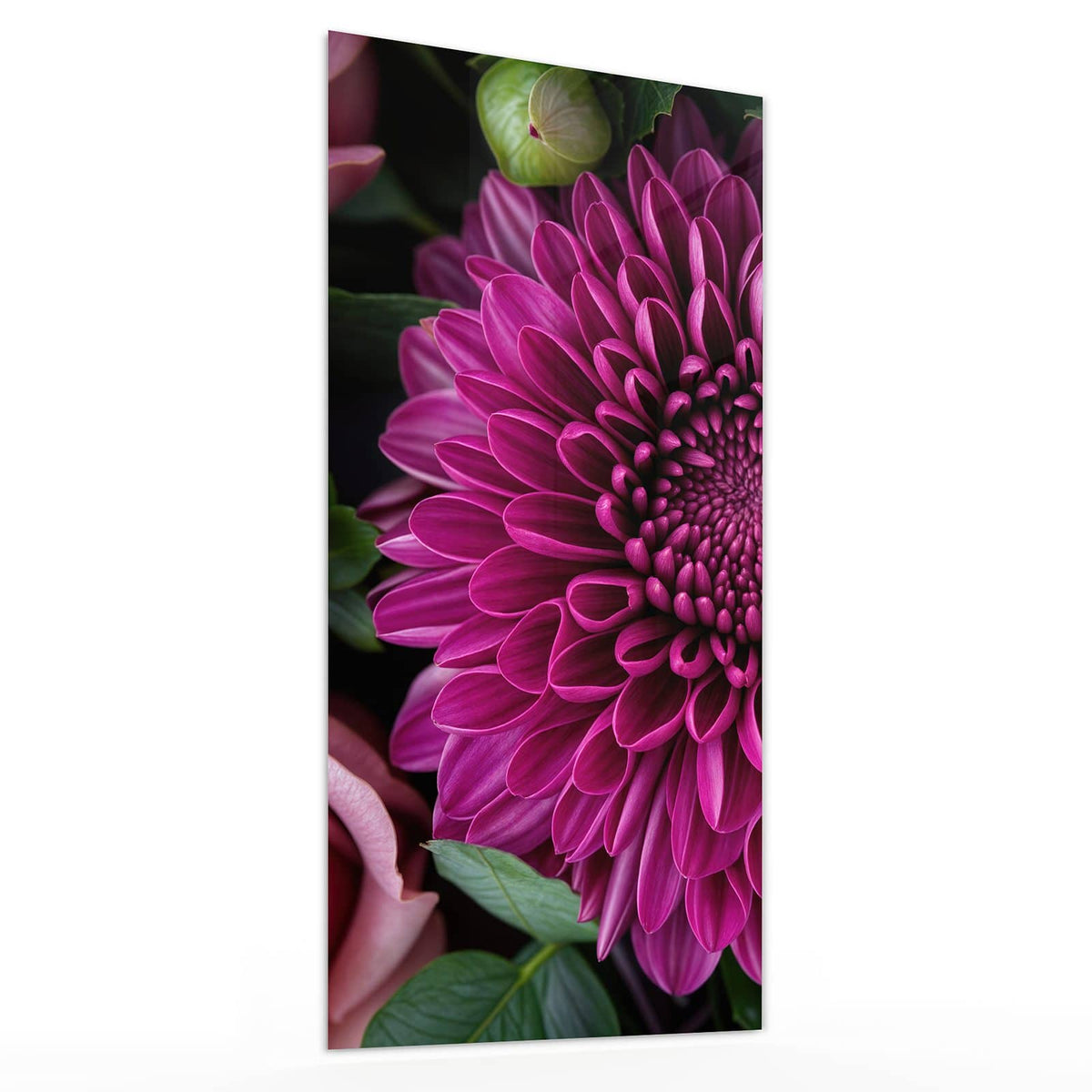 Glasbild Magenta Chrysantheme von der Seite, 4 mm Echtglas