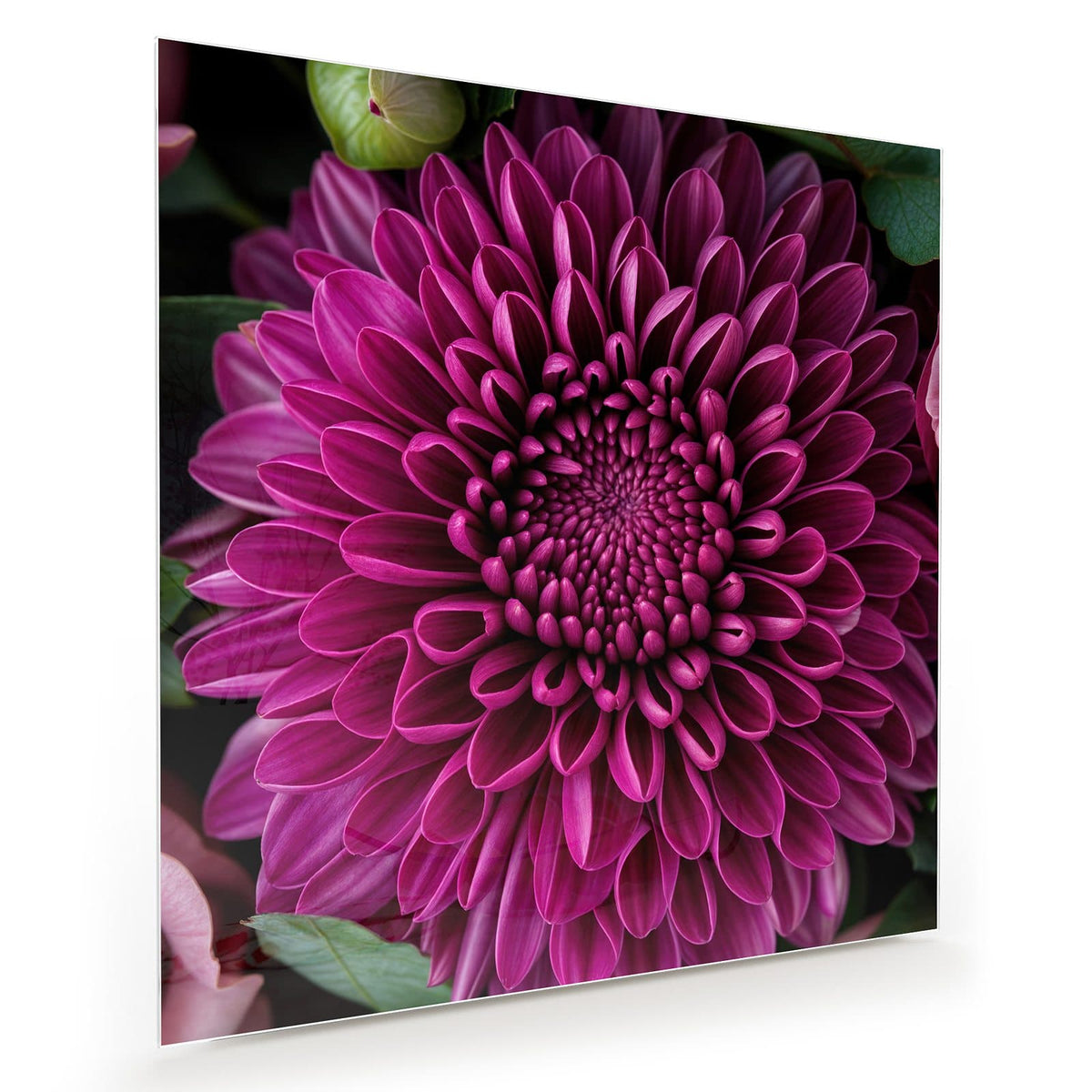 Magentafarbene Chrysantheme formatfüllend, nur Blätter und wenige rosa Blütenblätter am Rand