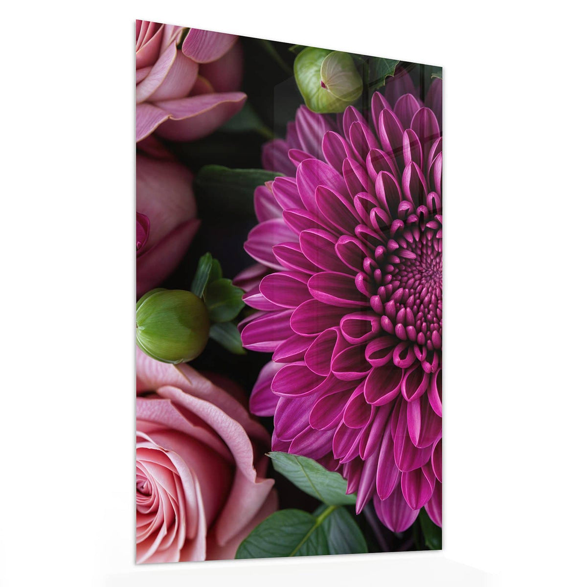 Glasbild Magenta Chrysantheme von der Seite, 4 mm Echtglas