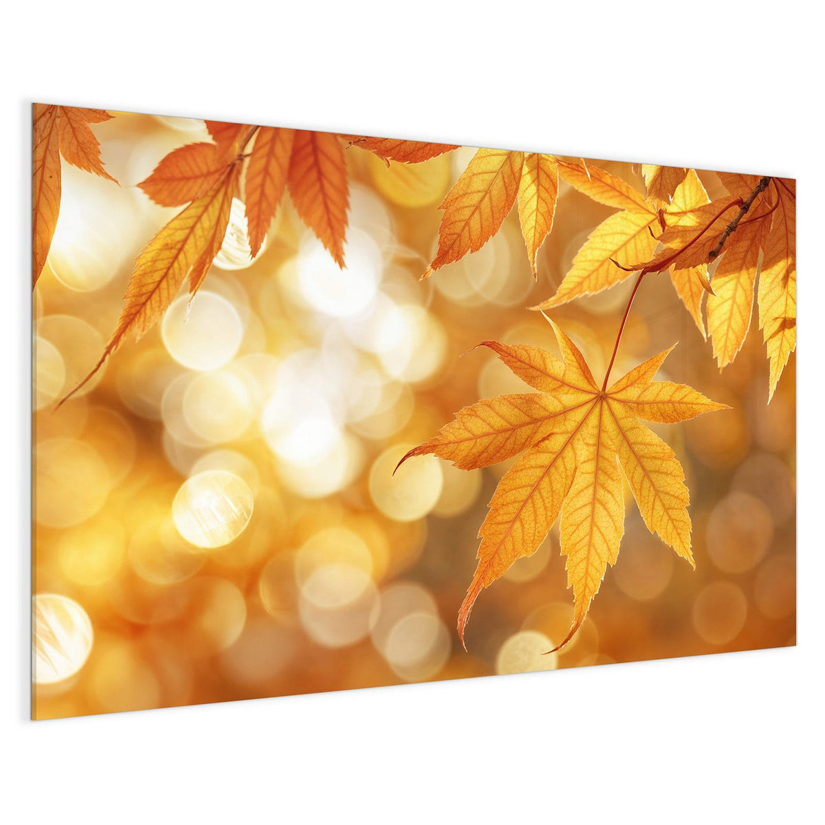 4 mm Glas statt lackiertem Blech – Magnettafel - Ahorn im Gegenlicht