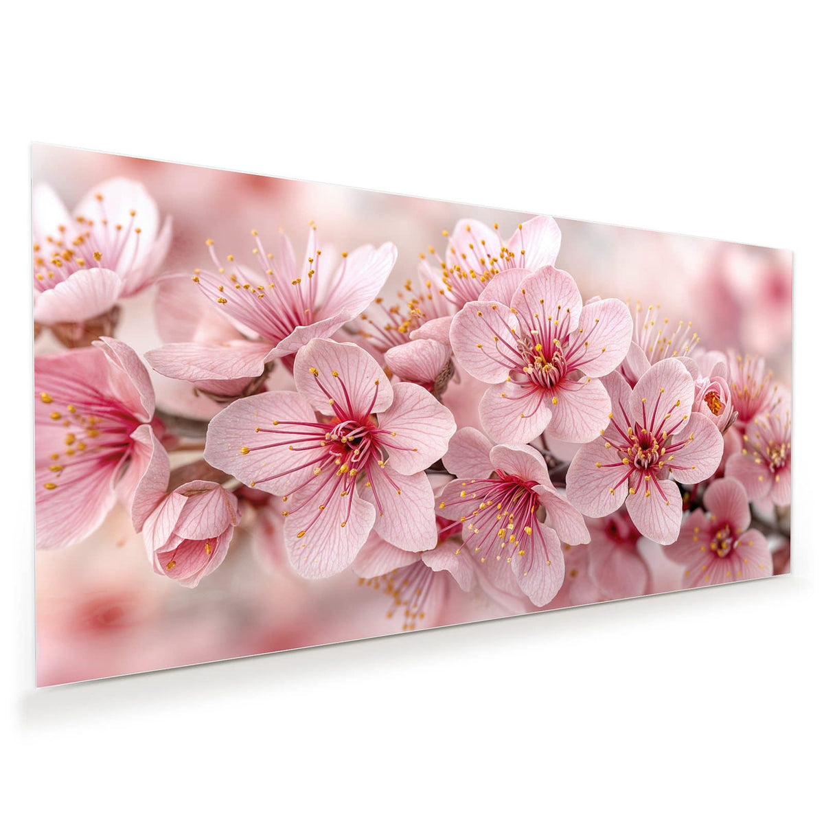 Nahaufnahme rosa-weißer Kirschblüten mit roten Staubgefäßen