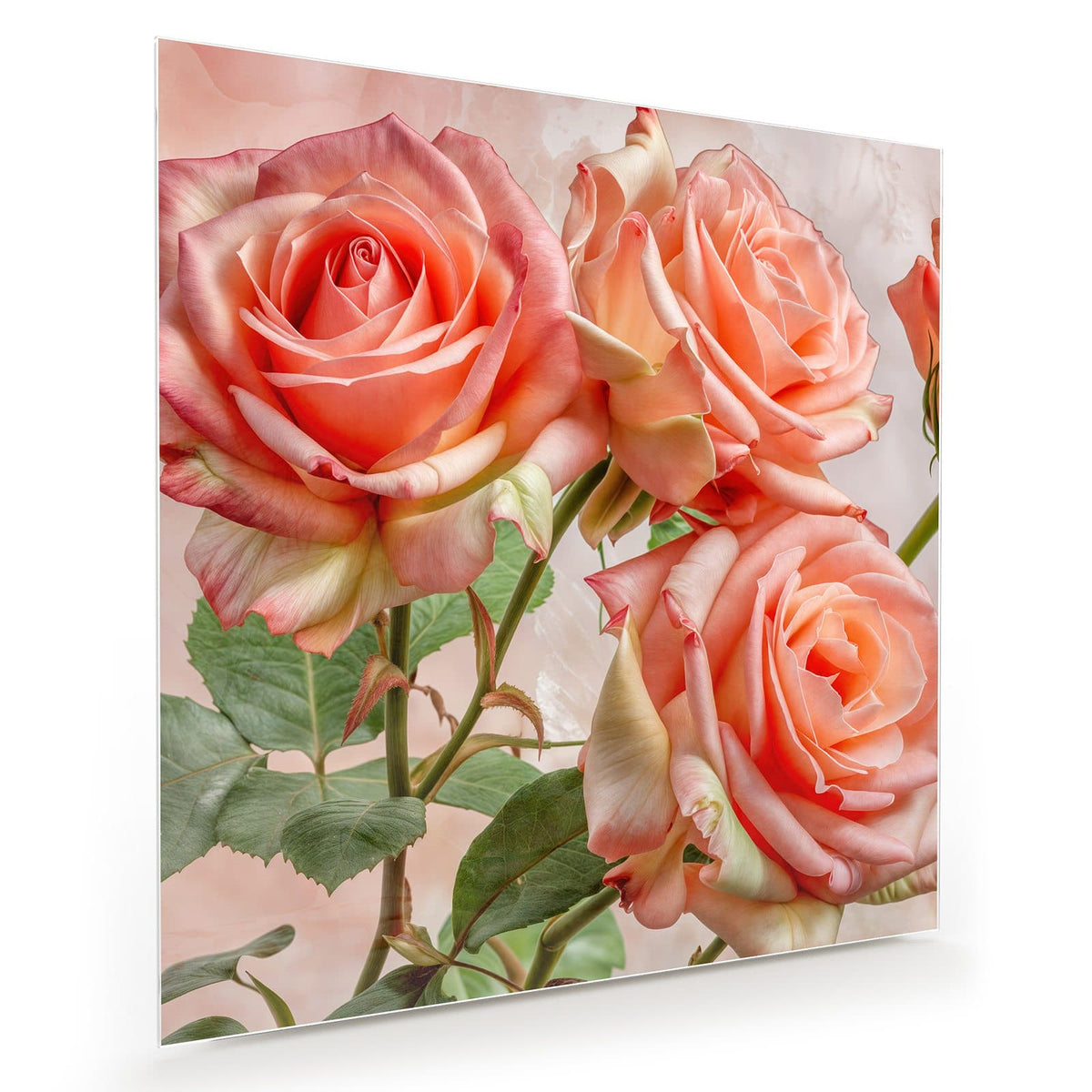 Drei geöffnete Rosen in Korallen-/Lachsrosa mit grünen Blättern vor zartrosa Grund