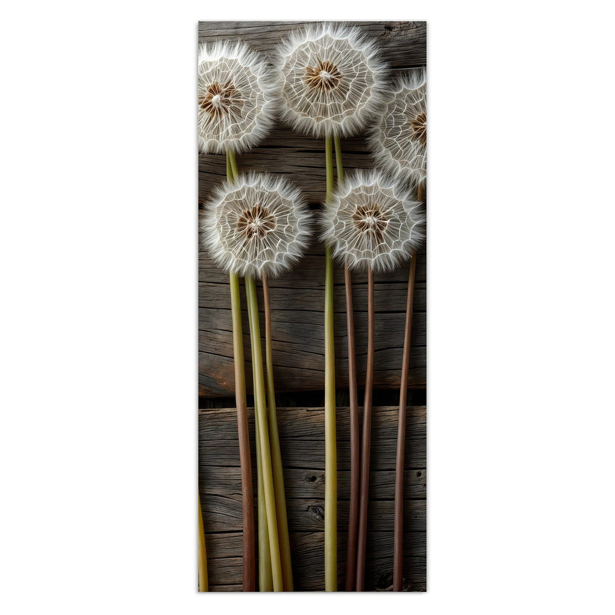 Wandbild - Pusteblumen auf Holz - Hochformat – Weiße Pusteblumen vor grauem Holz