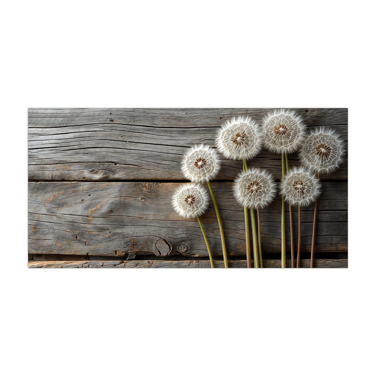 Küchenrückwand aus Glas Pusteblumen auf Holz im Hochformat, Motiv bildfüllend von vorn
