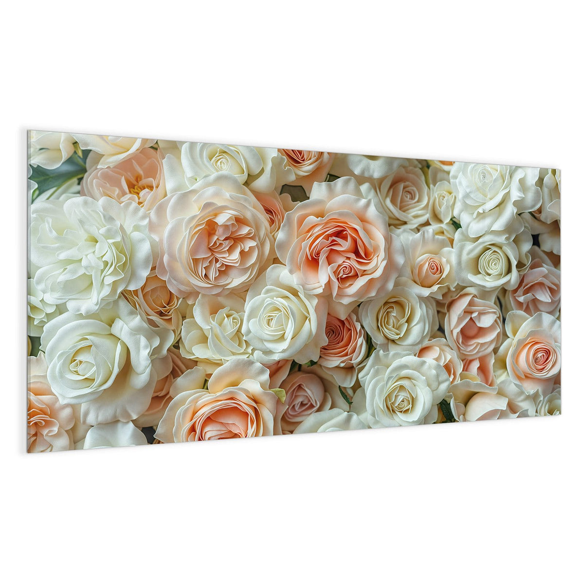 Flächenfüllende Rosenwand in Creme, Weiß und Apricot, Draufsicht ohne Strauß