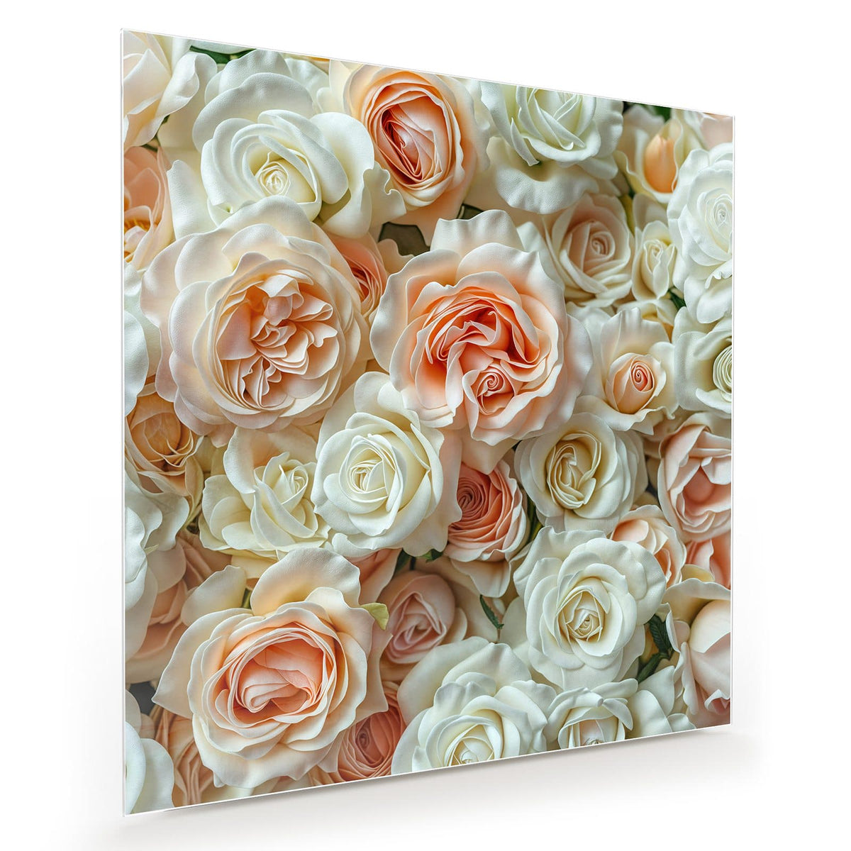 Flächenfüllende Rosenwand in Creme, Weiß und Apricot, Draufsicht ohne Strauß