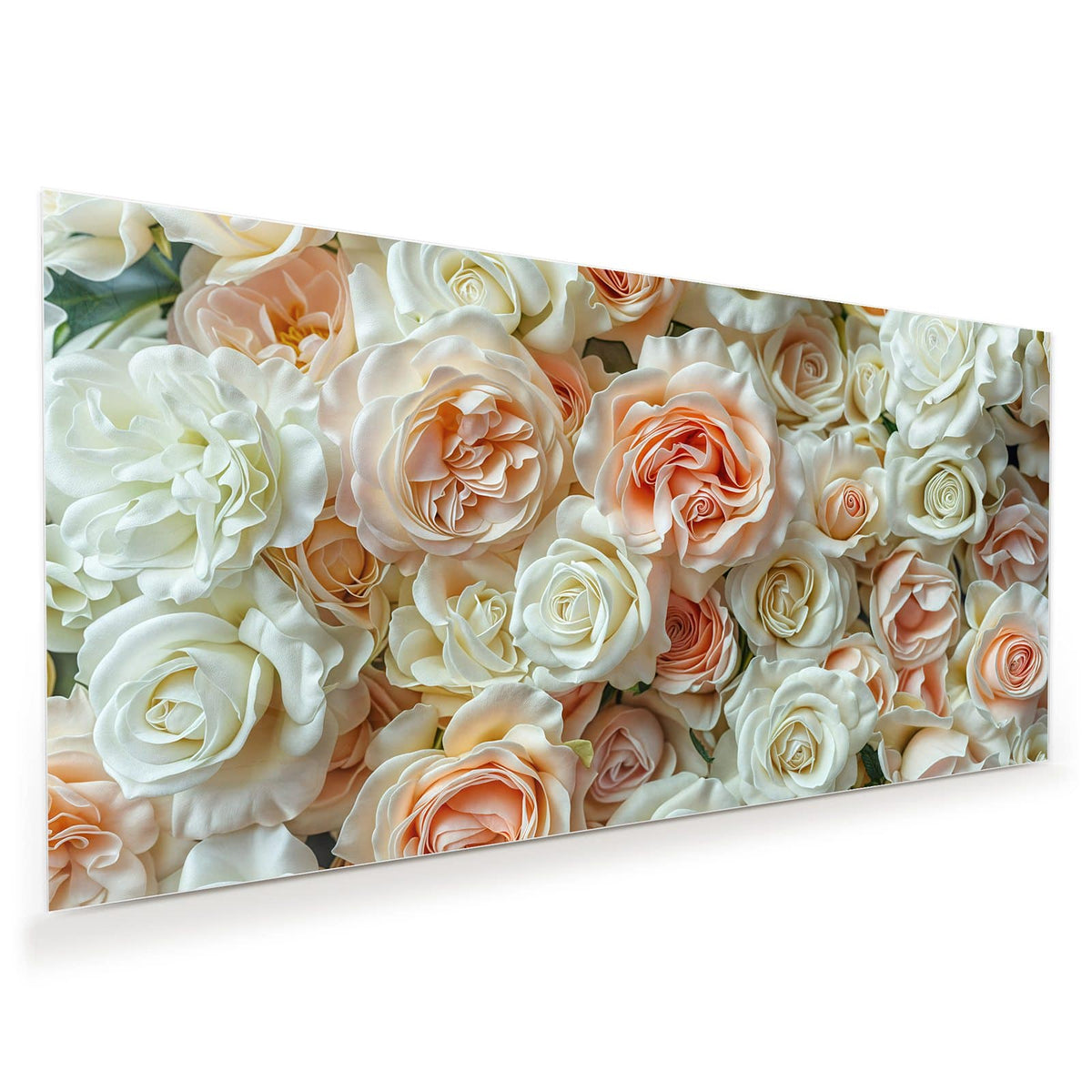 Flächenfüllende Rosenwand in Creme, Weiß und Apricot, Draufsicht ohne Strauß