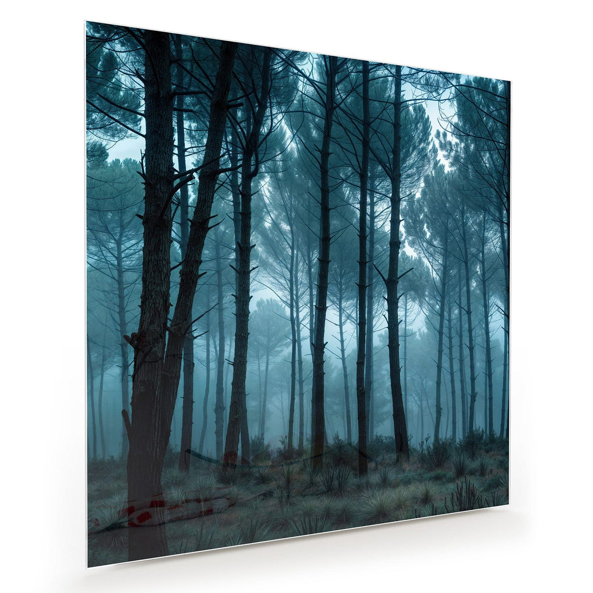 Hohe schlanke Kiefernstämme im blauen Morgennebel
