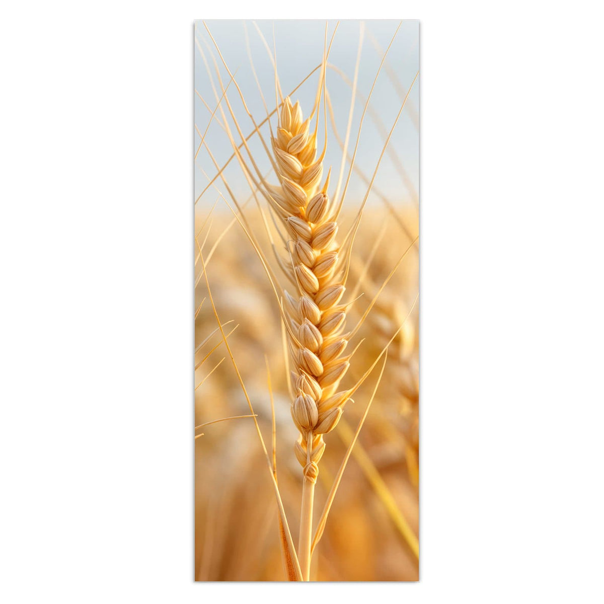 Goldene Weizenähren in Nahaufnahme vor hellem Himmel