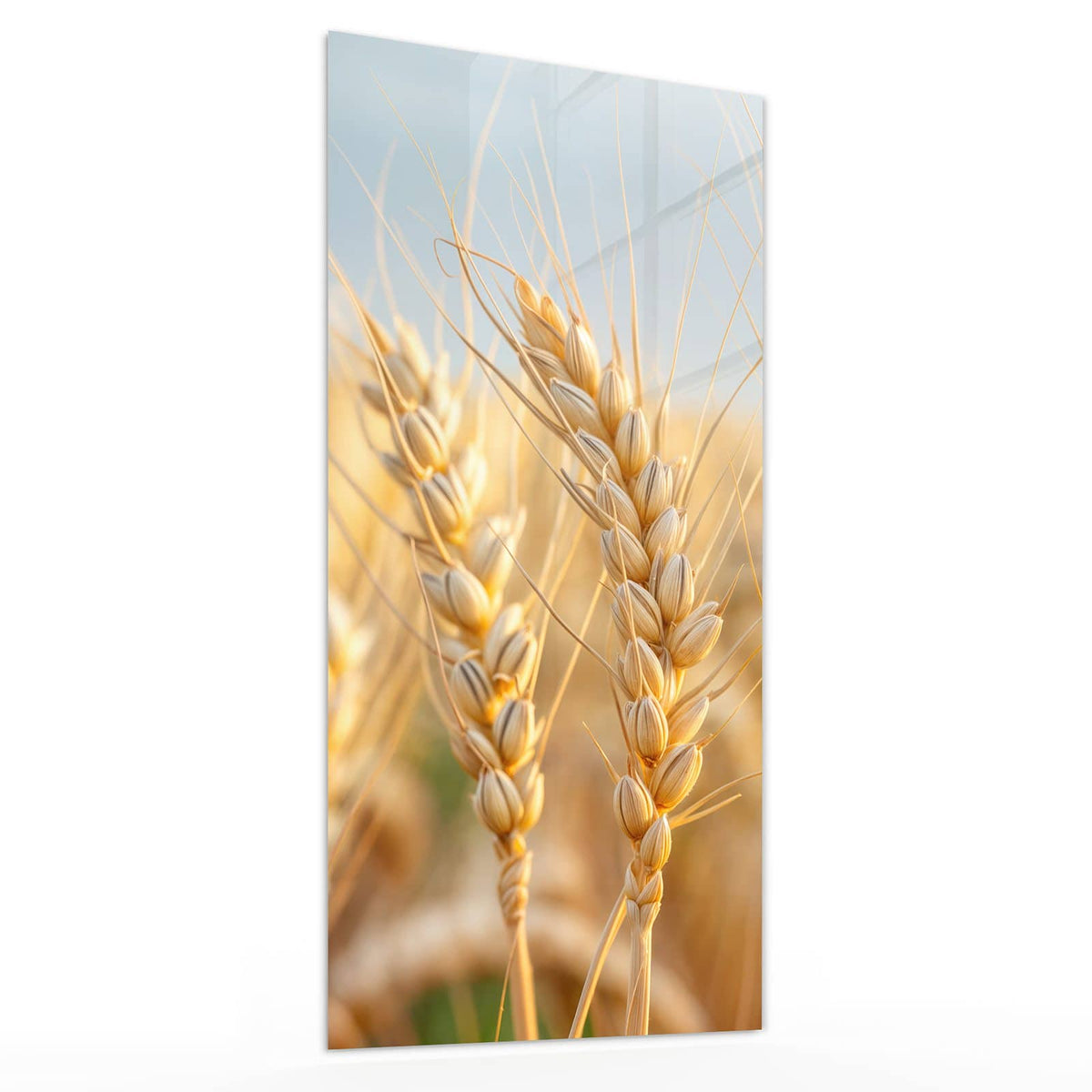 Glasbild Weizenähren am Himmel von der Seite, 4 mm Echtglas