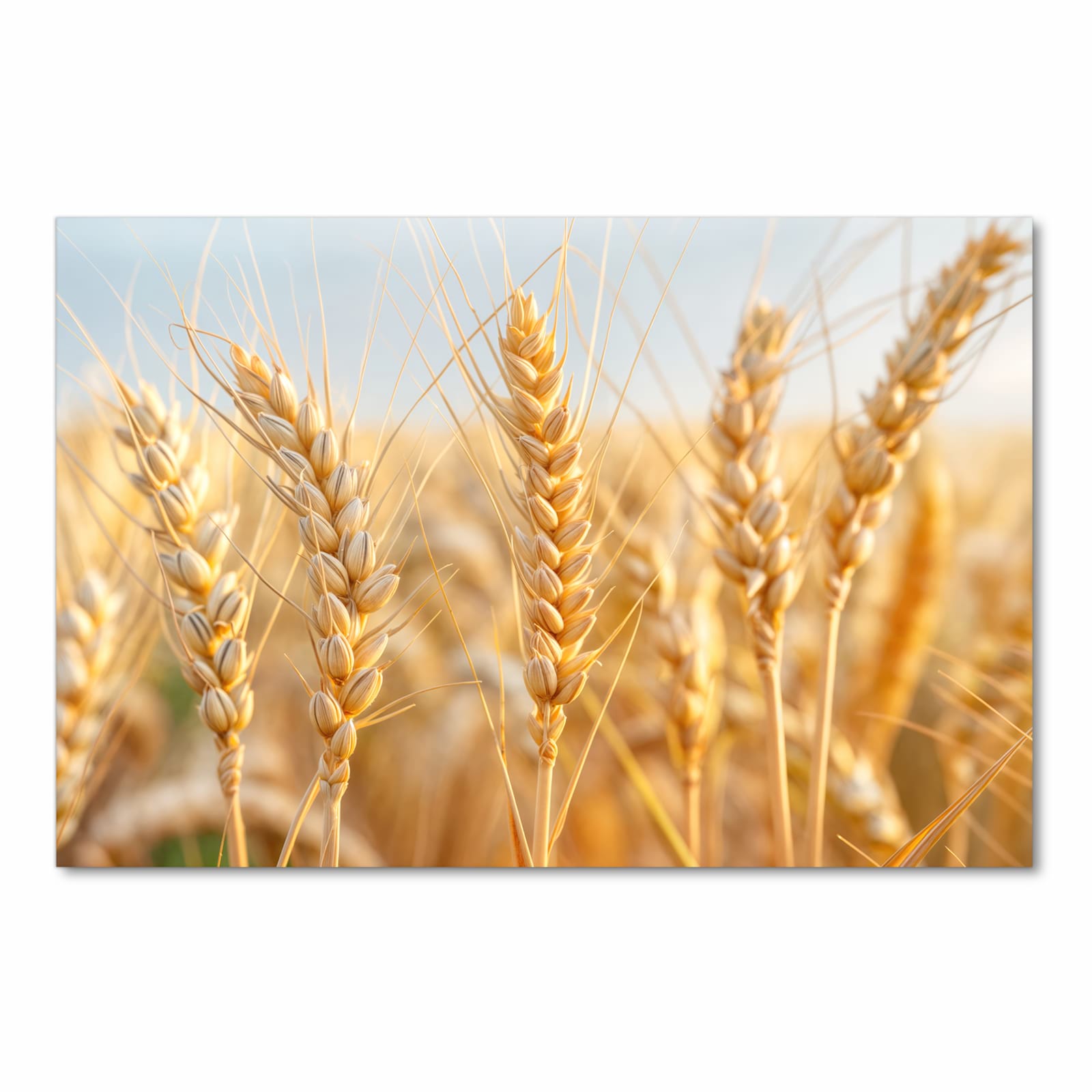 Langlebiger Küchenläufer mit Motiv Weizenfeld in Frontansicht