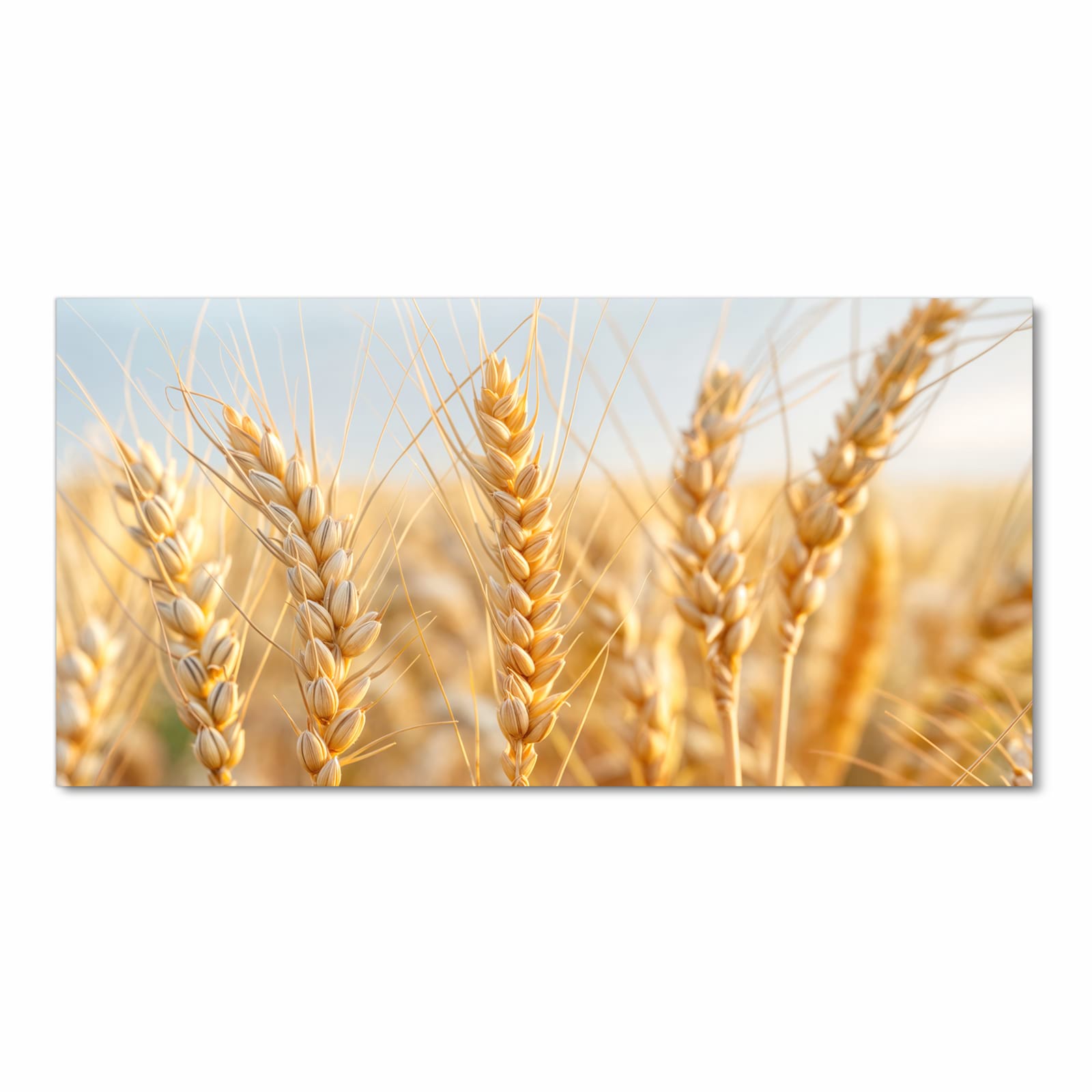 UV-beständiger Küchenteppich mit Motiv Weizenfeld in Frontansicht