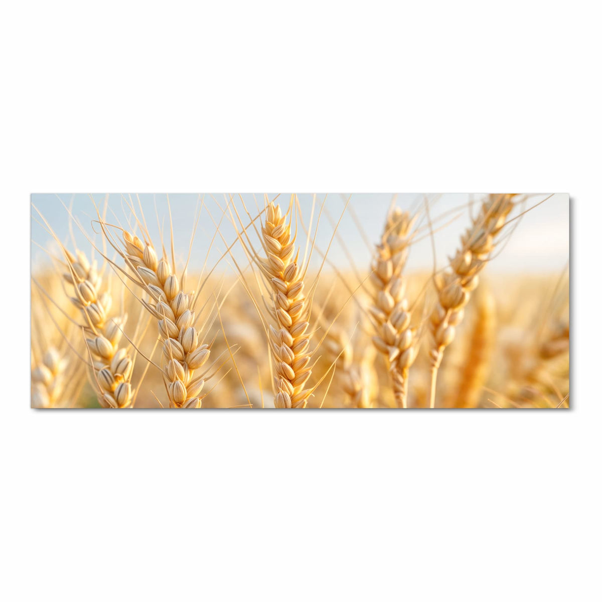 Goldene Weizenähren in Nahaufnahme vor hellem Himmel
