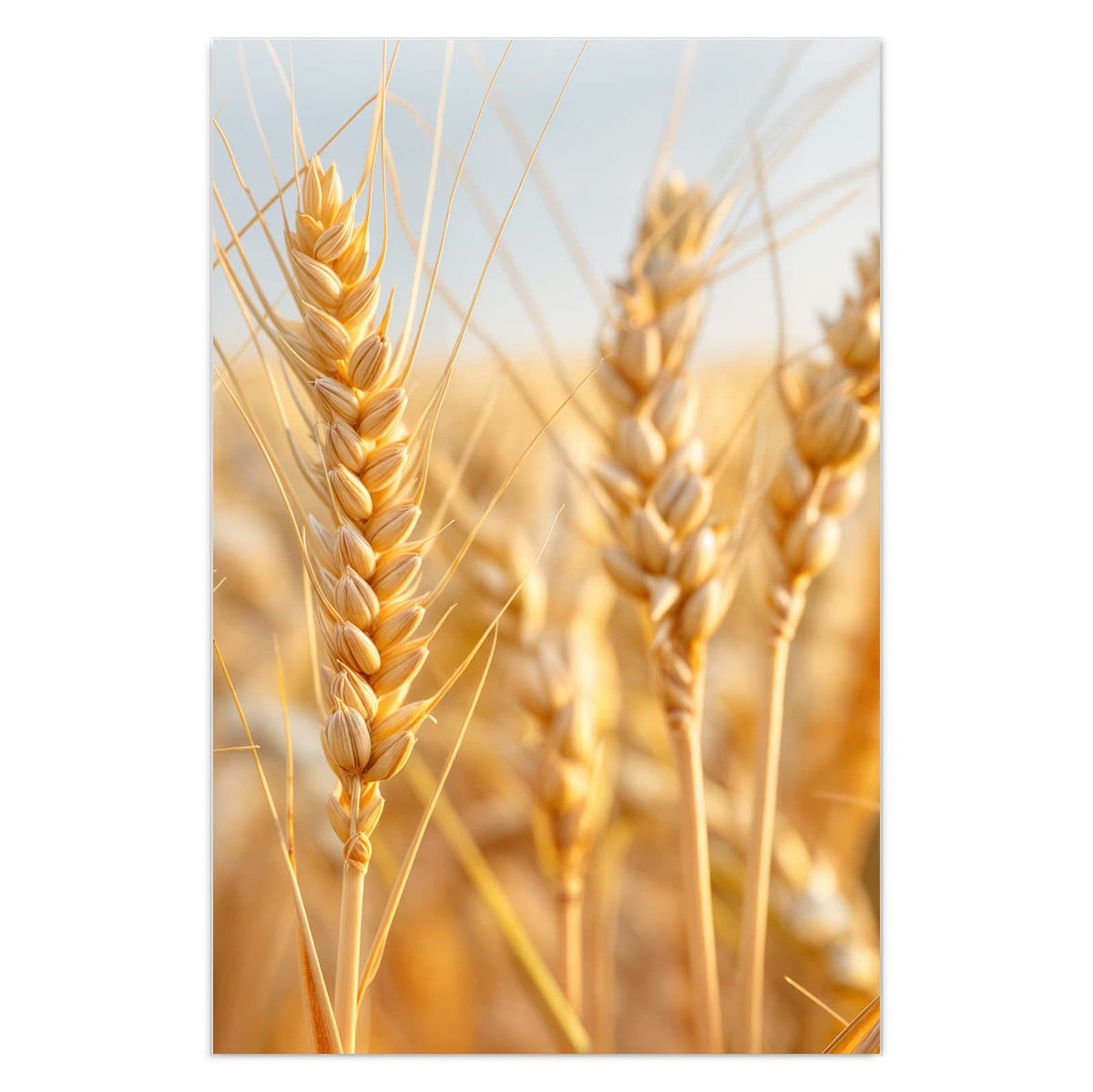 Goldene Weizenähren in Nahaufnahme vor hellem Himmel