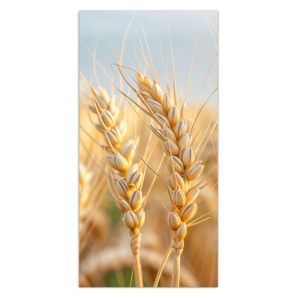 Goldene Weizenähren in Nahaufnahme vor hellem Himmel