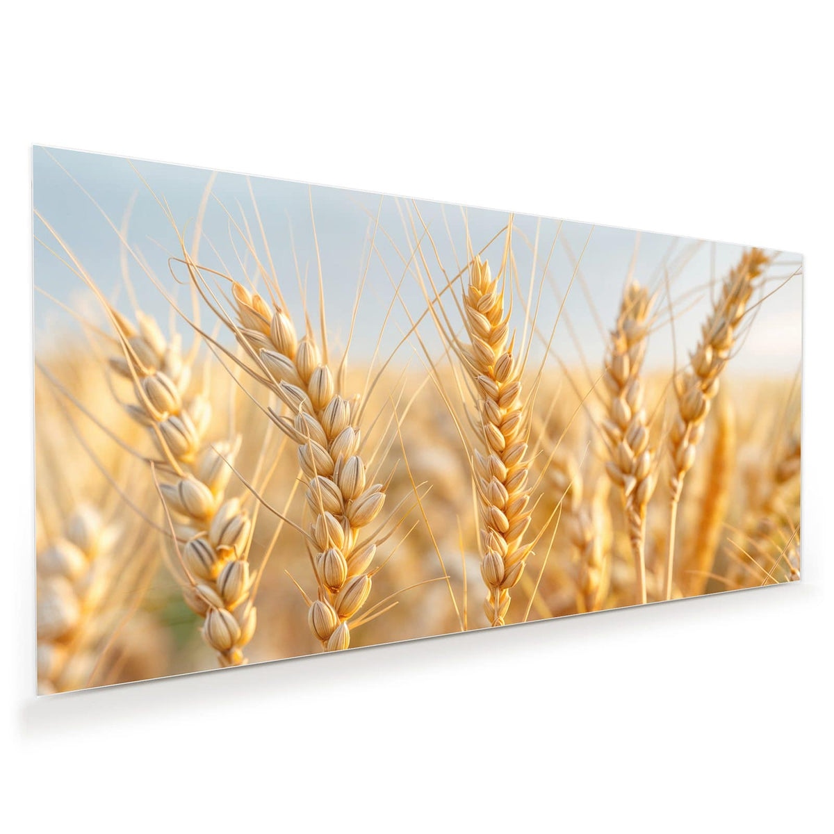Goldene Weizenähren in Nahaufnahme vor hellem Himmel