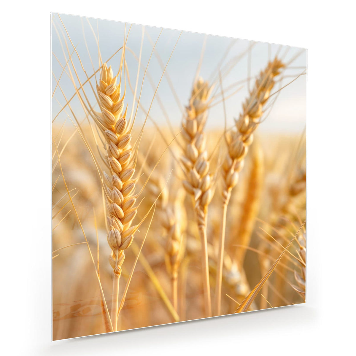Goldene Weizenähren in Nahaufnahme vor hellem Himmel