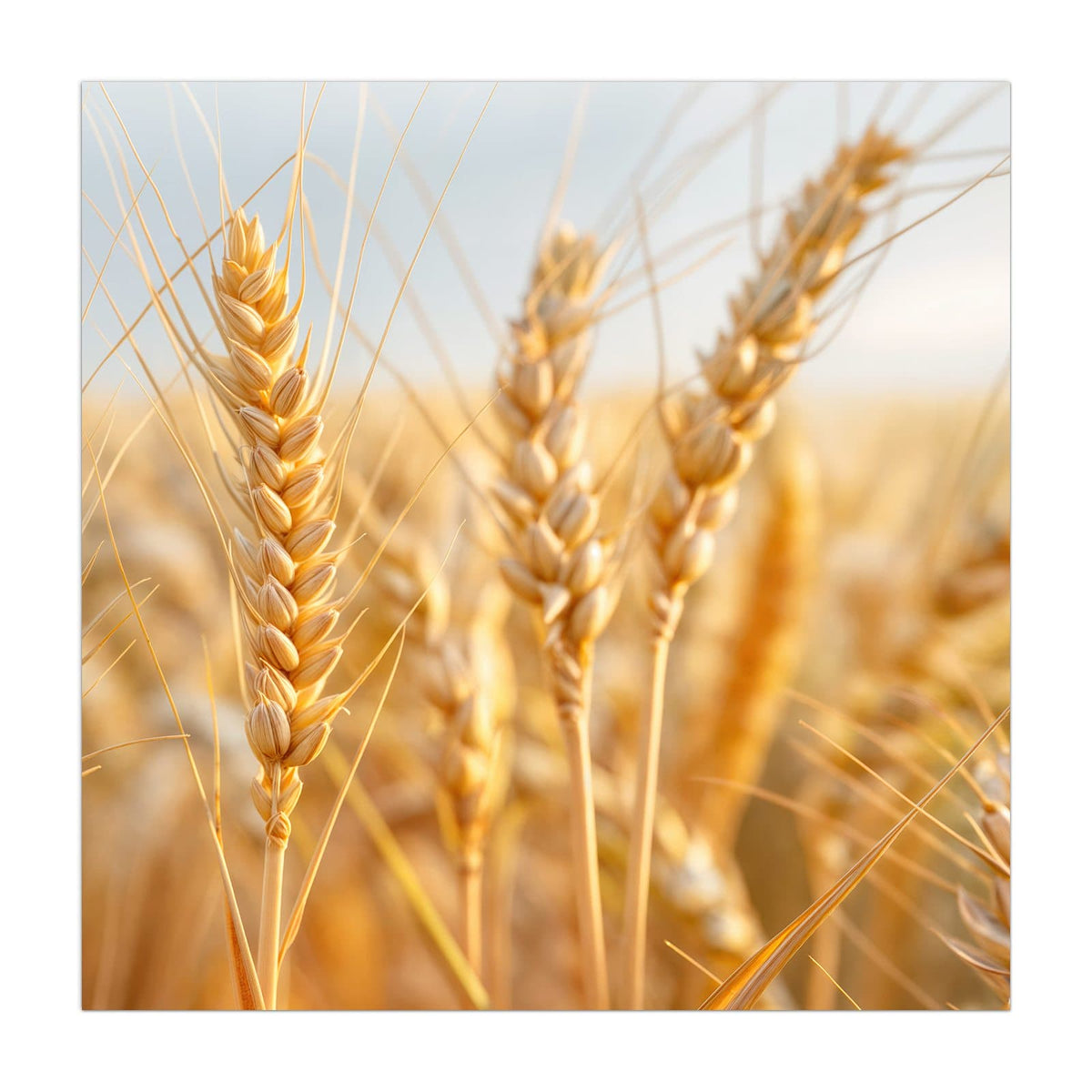 Goldene Weizenähren in Nahaufnahme vor hellem Himmel