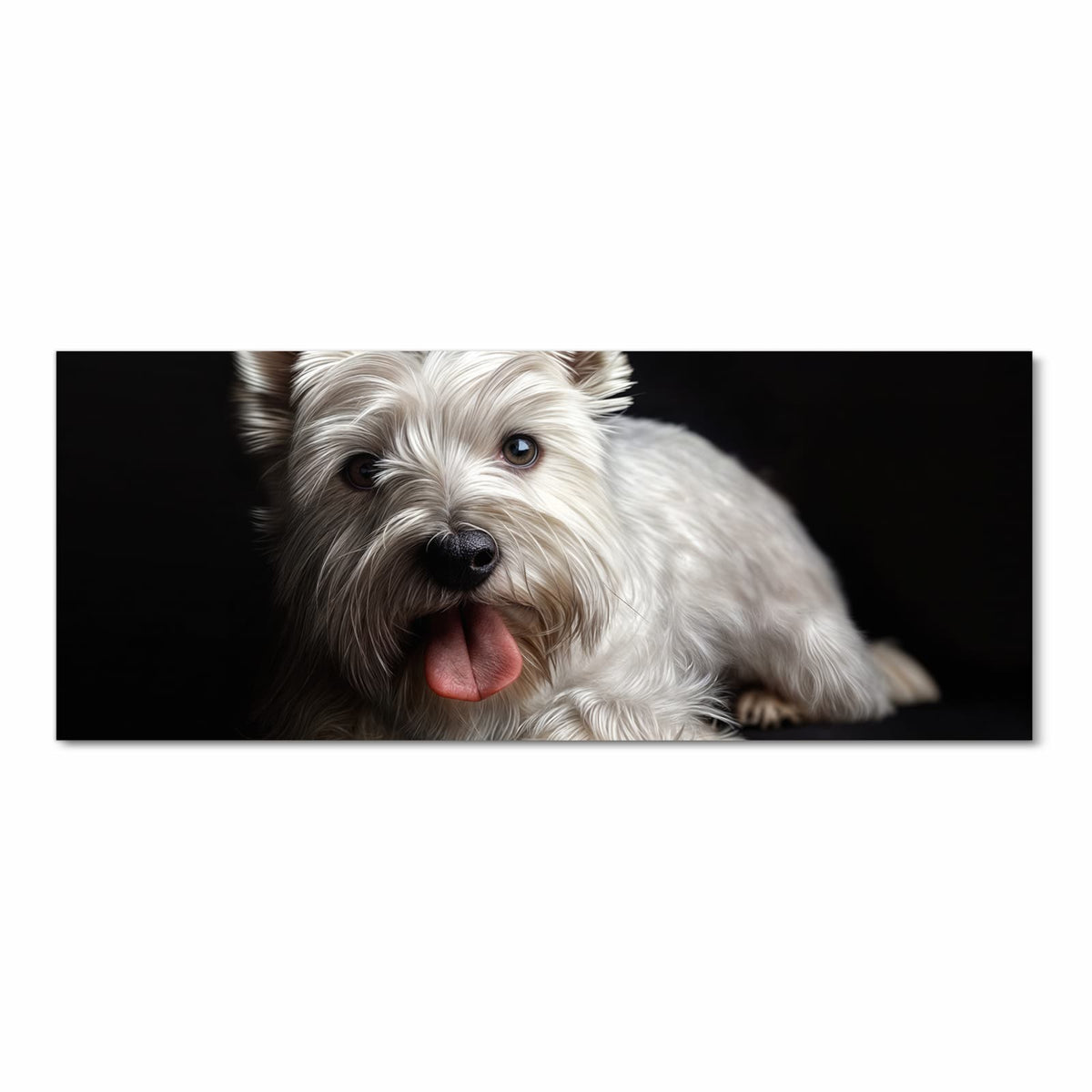 Weißer West-Highland-Terrier mit herausgestreckter Zunge vor schwarzem Hintergrund