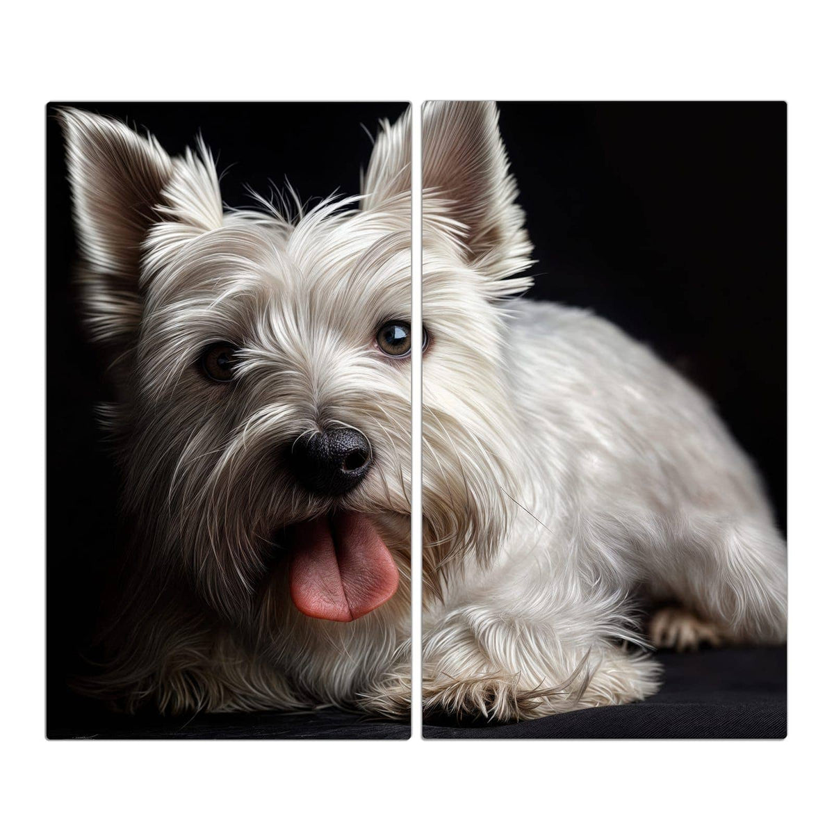 Weißer West-Highland-Terrier mit herausgestreckter Zunge vor schwarzem Hintergrund