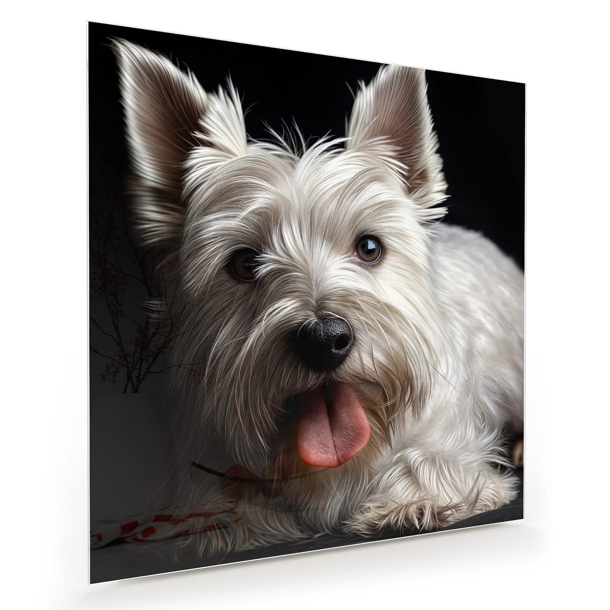Weißer West-Highland-Terrier mit herausgestreckter Zunge vor schwarzem Hintergrund