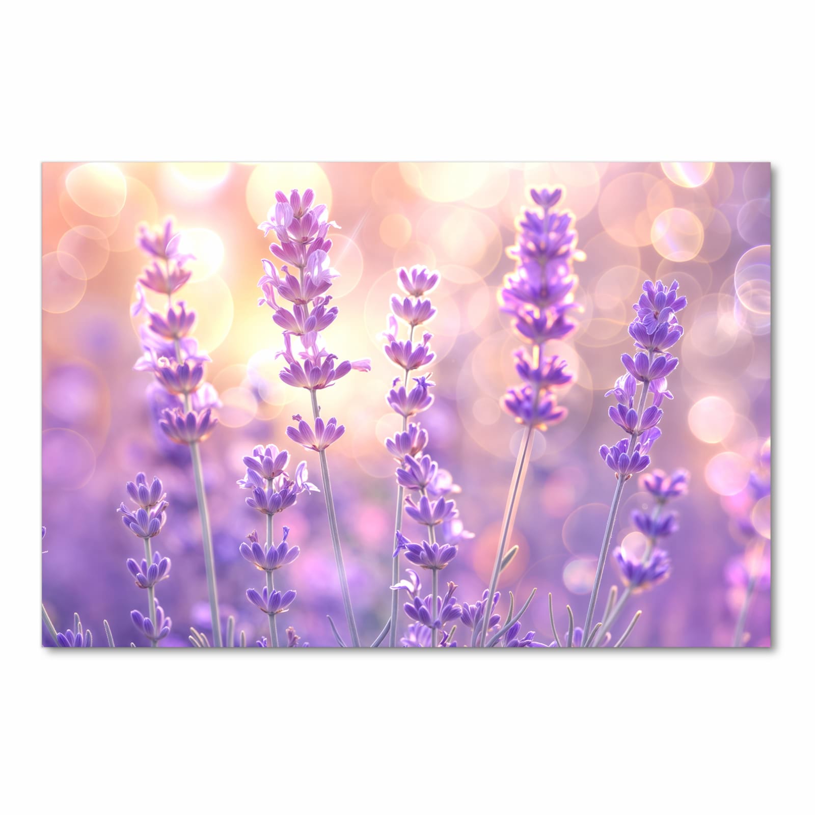 Strapazierfähiger Teppichläufer für die Küche mit Motiv Lavendelblütenfeld in Frontansicht