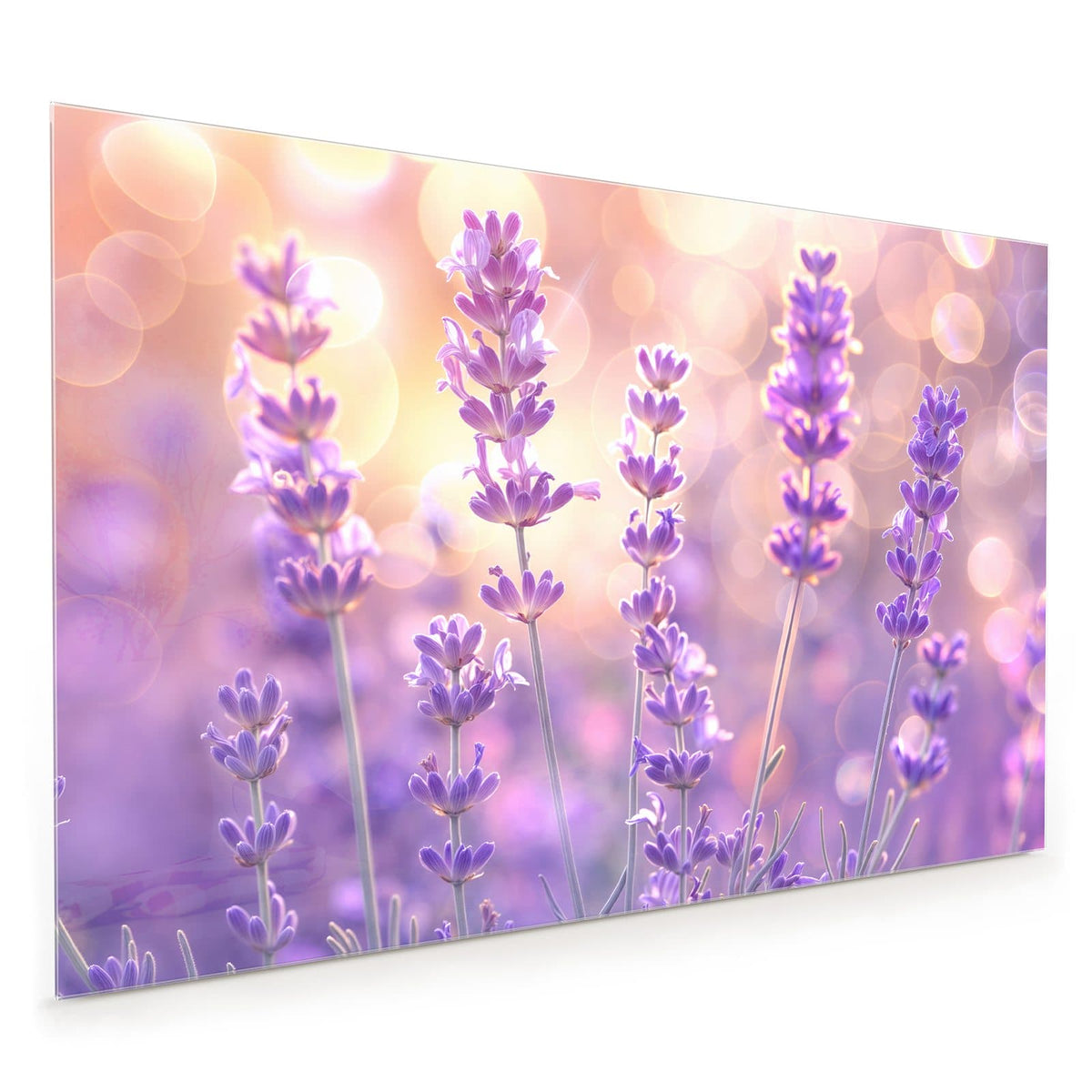 Küchenrückwand aus Glas im Hochformat mit Motiv Lavendel im Gegenlicht: Einzelne Lavendelstängel mit violetten Blüten vor goldenem Bokeh, kein Feld