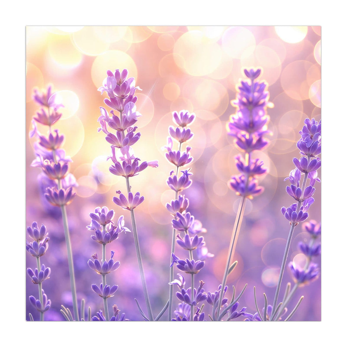 #grösse_40 x 40 cm #grösse_50 x 50 cm #grösse_60 x 60 cm