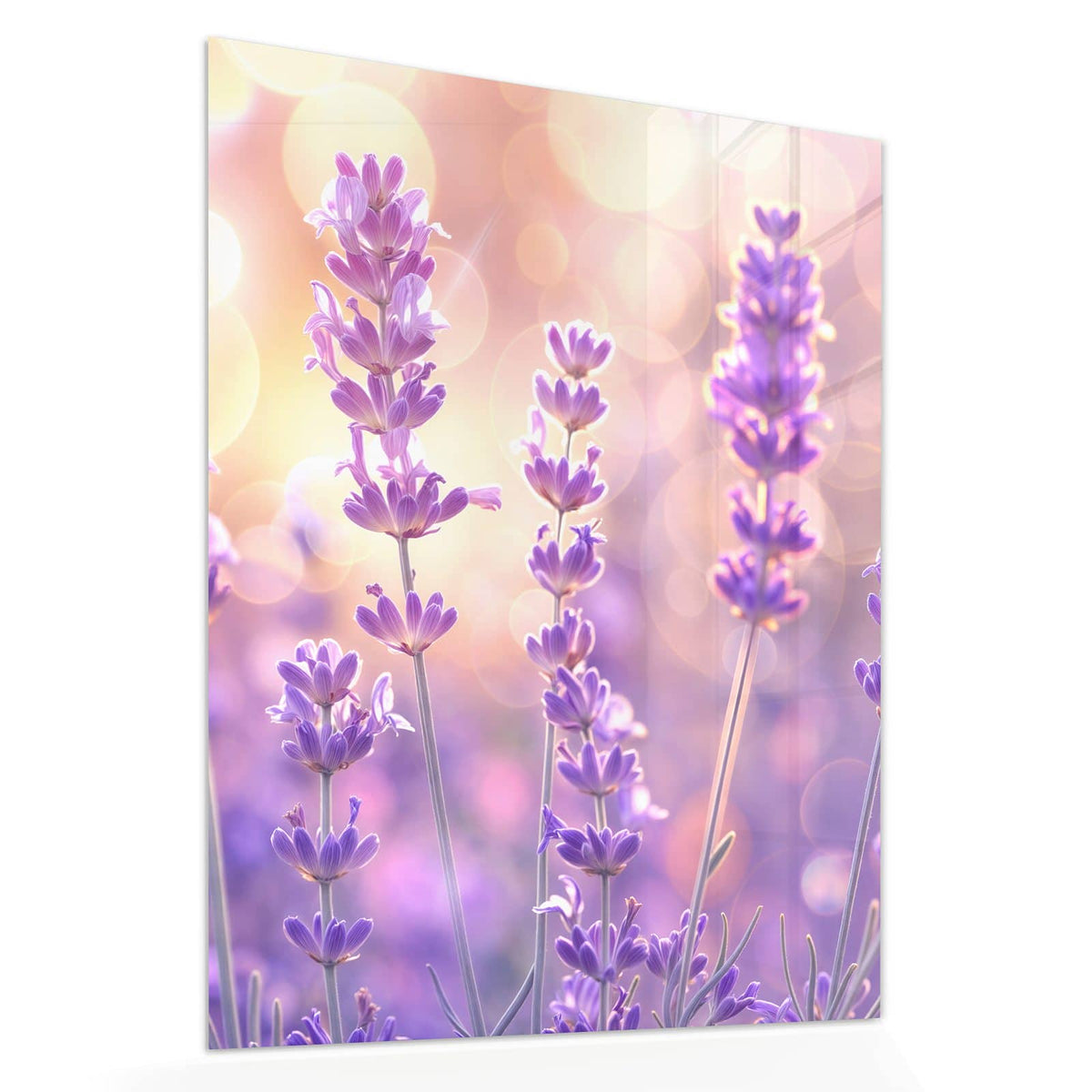 Echtglas, 4 mm – kein Acryl, keine Folie – Wandbild - Lavendel im Gegenlicht - Hochformat
