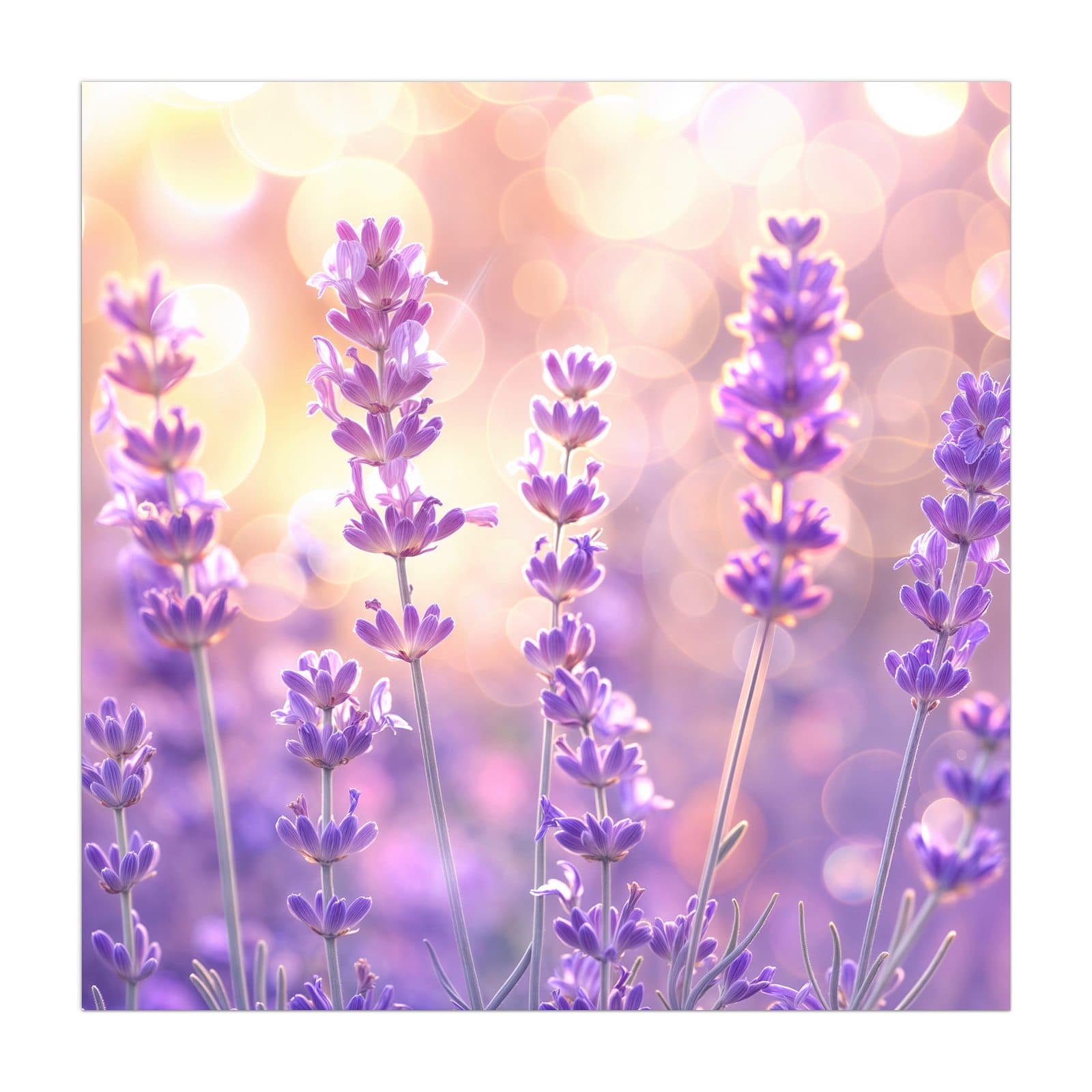 #grösse_40 x 40 cm #grösse_50 x 50 cm #grösse_55 x 55 cm #grösse_60 x 60 cm #grösse_65 x 65 cm #grösse_70 x 70 cm