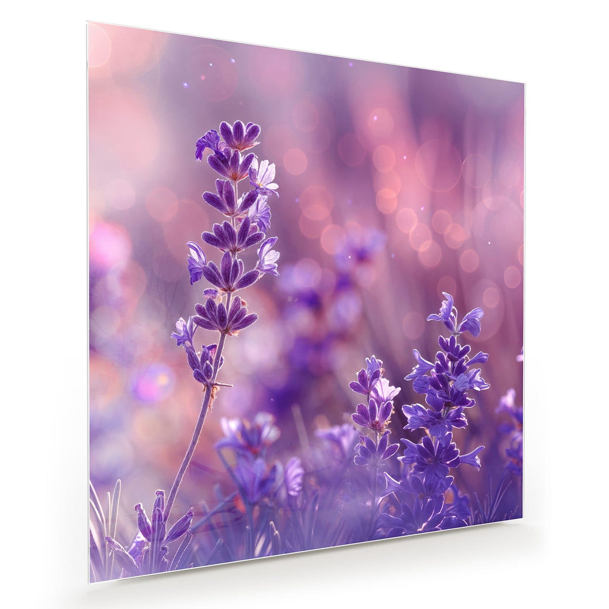 Violette Lavendelblüten von unten fotografiert vor rosa Bokeh