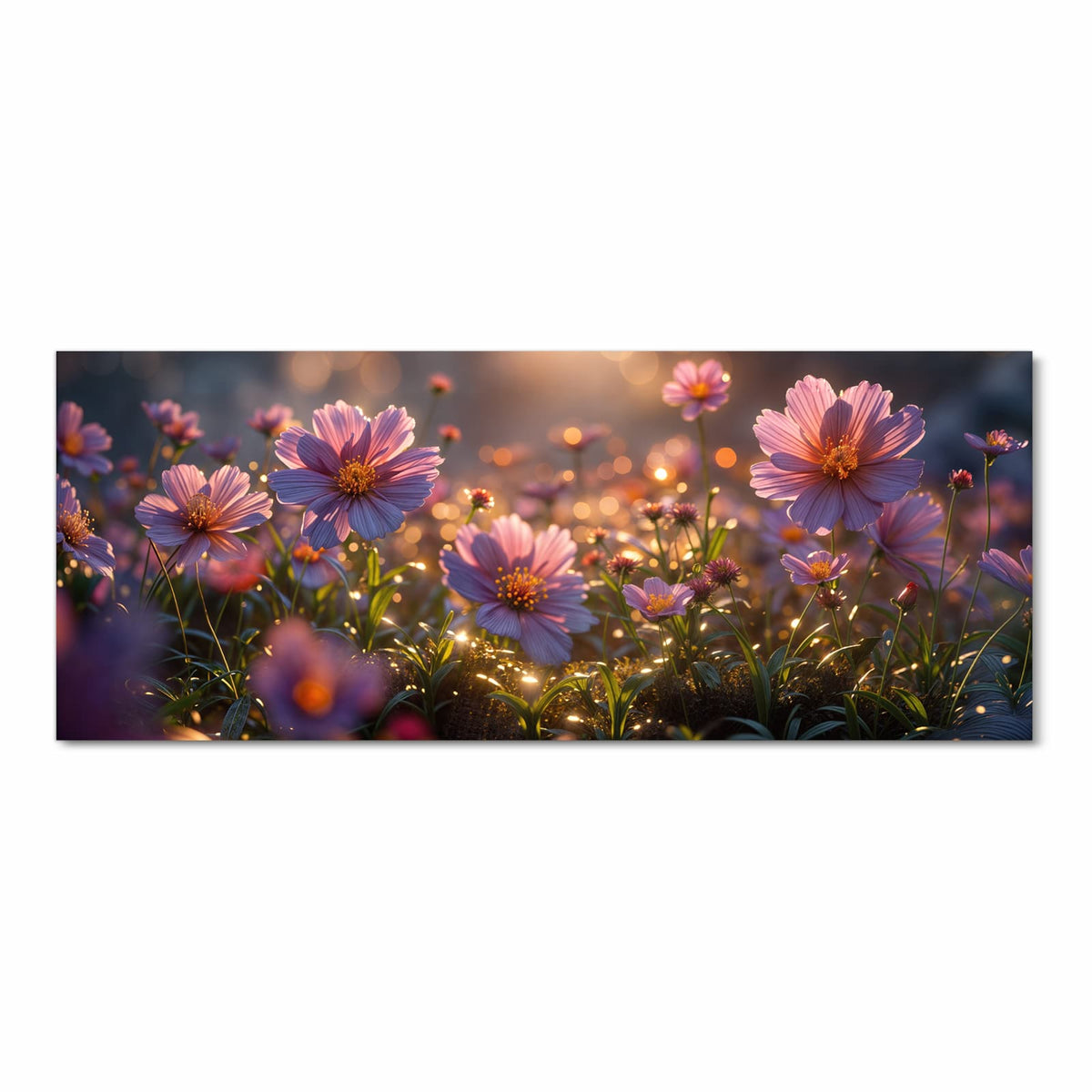 rosa Kosmeen-Wiese mit Gräsern in warmem Gegenlicht und goldenem Bokeh