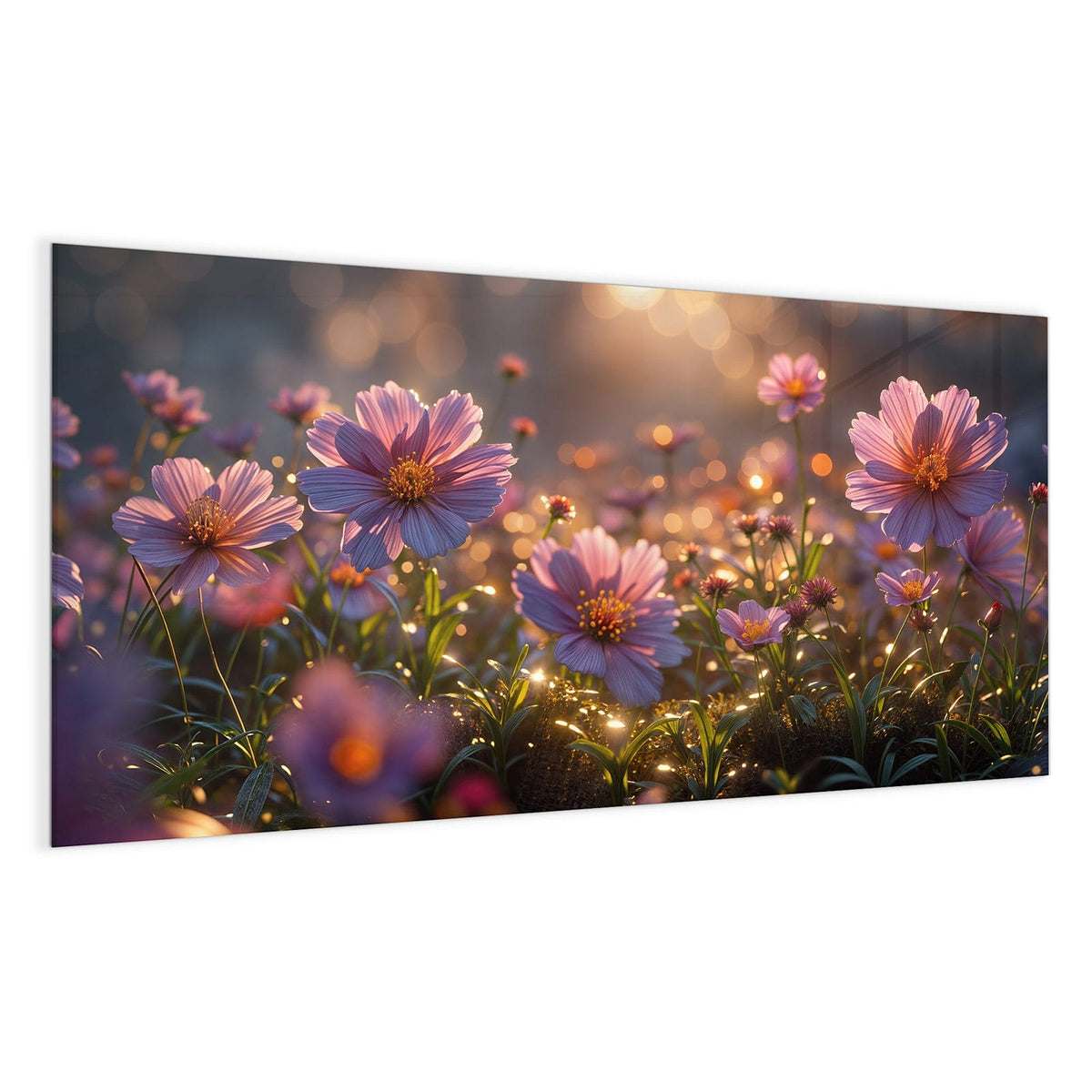 rosa Kosmeen-Wiese mit Gräsern in warmem Gegenlicht und goldenem Bokeh
