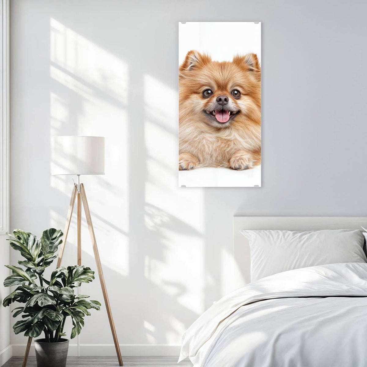 Glasbild Spitz und Katze an der Wand – Hellbrauner Zwergspitz mit heraushängender Zunge neben einer orange-weißen Katze