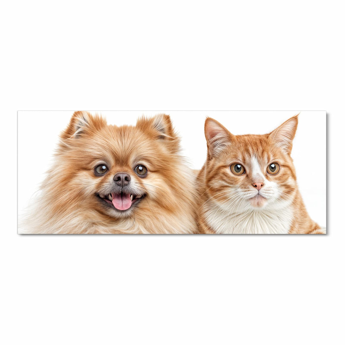 Hellbrauner Zwergspitz mit heraushängender Zunge neben einer orange-weißen Katze