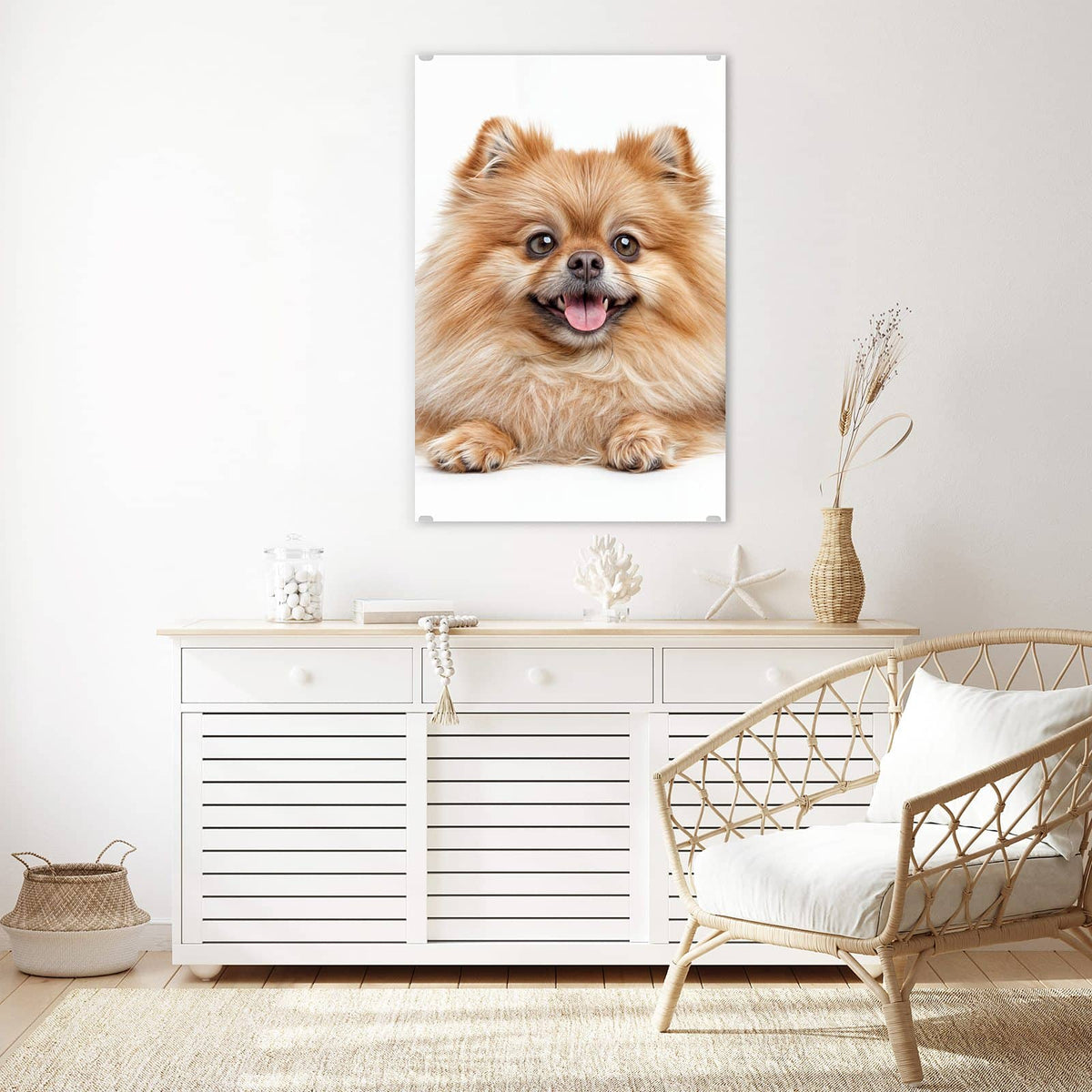 Glasbild Spitz und Katze an der Wand – Hellbrauner Zwergspitz mit heraushängender Zunge neben einer orange-weißen Katze