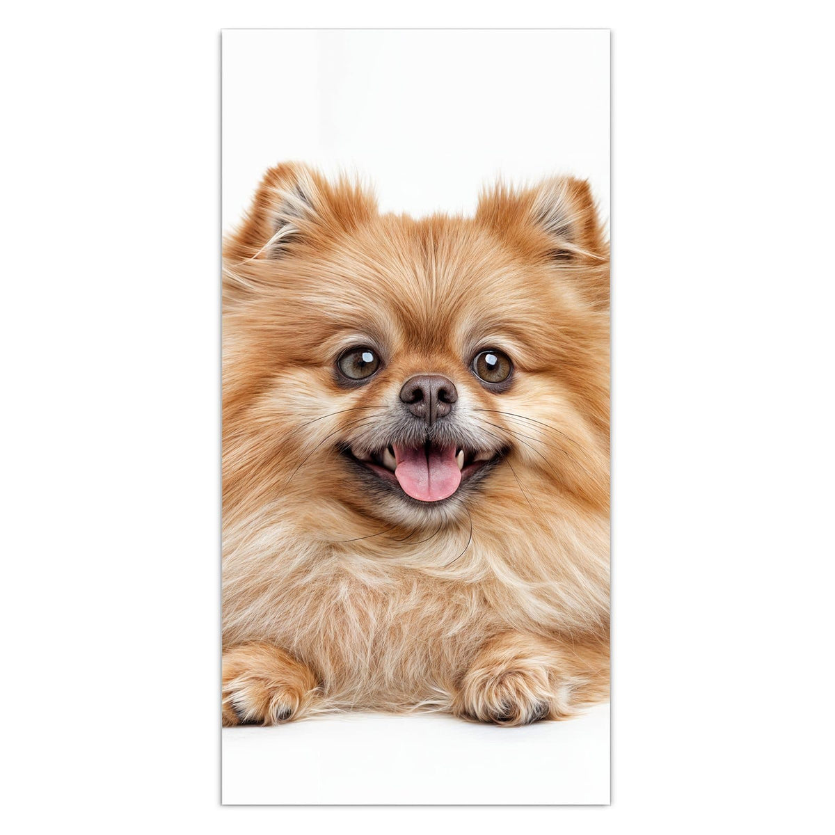 11 Größen – von 30 × 60 bis 60 × 150 cm – Wandbild - Spitz und Katze - Hochformat