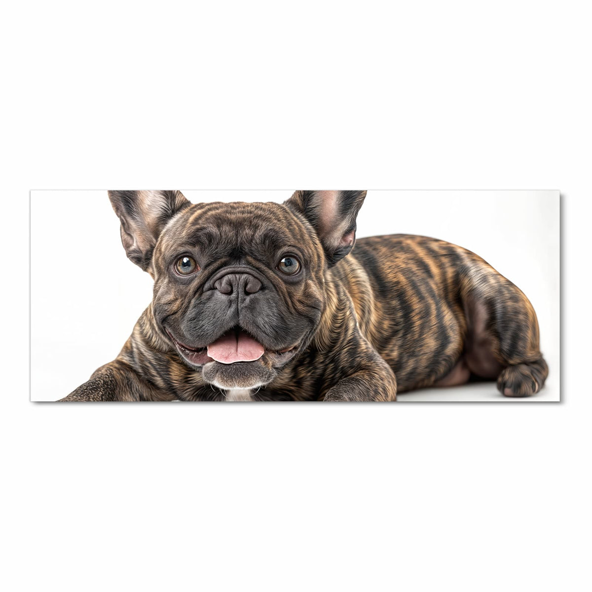 Gestromte Französische Bulldogge liegt frontal, Zunge heraus, weißer Hintergrund