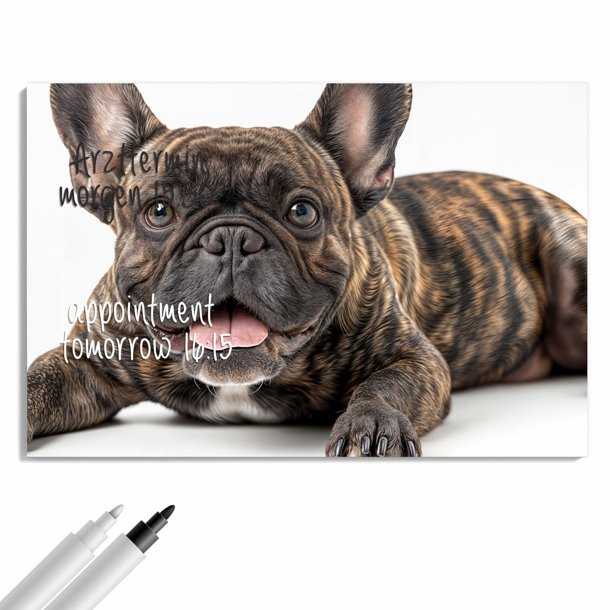 Beschreiben, abwischen, anheften – Metall Magnettafel - Liegende Bulldogge